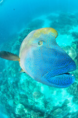 great barrier reef © SyedAamir
