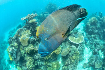 great barrier reef