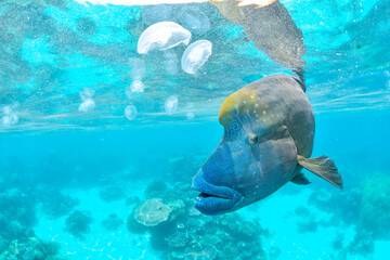 great barrier reef
