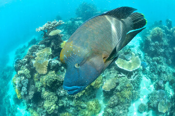 Fototapeta premium great barrier reef