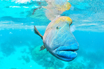 great barrier reef © SyedAamir