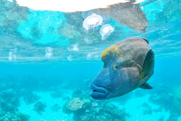 great barrier reef © SyedAamir