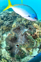 great barrier reef