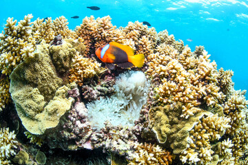 great barrier reef © SyedAamir