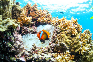 great barrier reef © SyedAamir