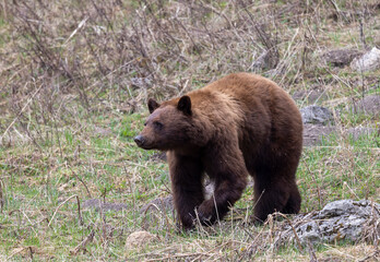 Black Bear in Springtime in Yellowstone National Park Wyoming