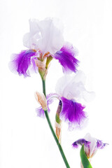 iris flower on the whtie background