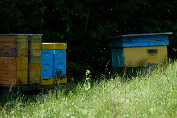 Evidence for bees located in the forest. . High quality photo