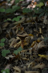 Lactarius camphoratus