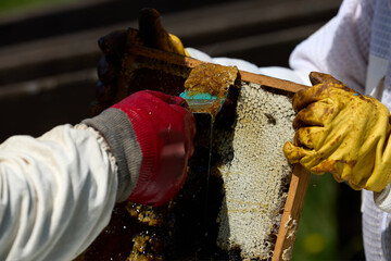 Beekeepers in costumes collect bee honey from evidence. High quality photo