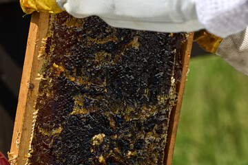 Beekeepers in costumes collect bee honey from evidence. High quality photo