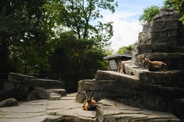 Fototapeta premium Mountain goats resting on rocky terrain in a zoo enclosure