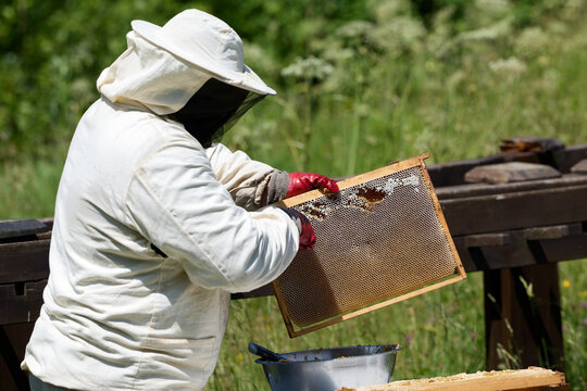 Beekeepers in costumes collect bee honey from evidence. High quality photo