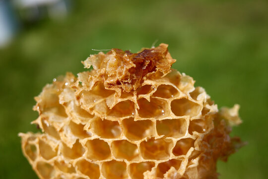 Beekeepers in costumes collect bee honey from evidence. High quality photo