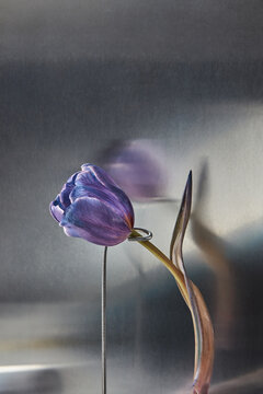 Stem of tulip bent nearby silver reflective surface