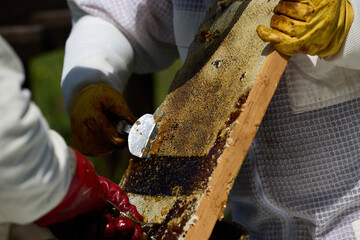 Beekeepers in costumes collect bee honey from evidence. High quality photo