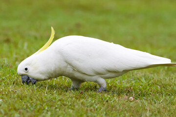 Sulphur-crested cockatoo 