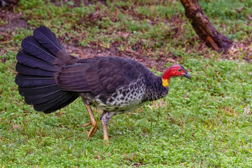 Australian Brushturkey 