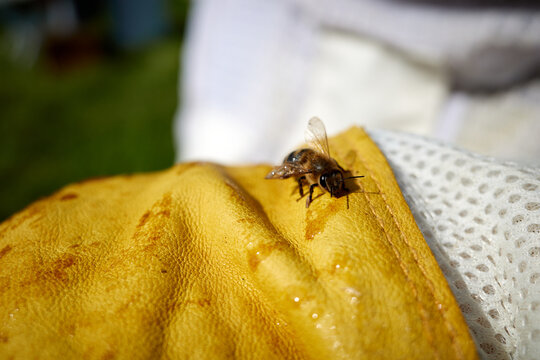 A bee against the background of a yellow glove. Apiculture. High quality photo