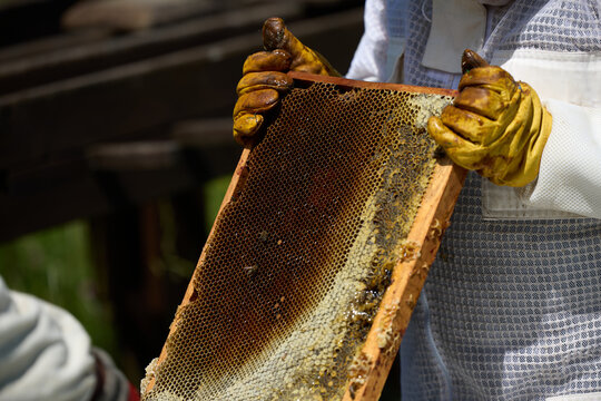 Beekeepers in costumes collect bee honey from evidence. High quality photo