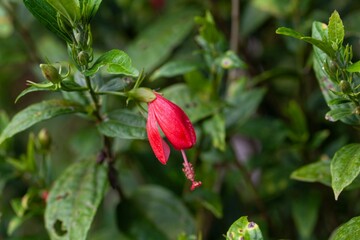 Mazapan flower, Malvaviscus penduliflorus