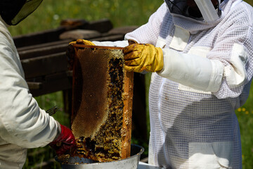 Beekeepers in costumes collect bee honey from evidence. High quality photo