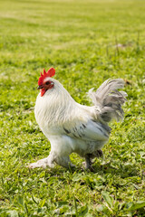 White rooster running on the grass