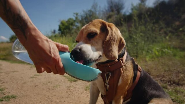 A beagle drinks water during an outdoor excursion, replenishing energy on a sunny day