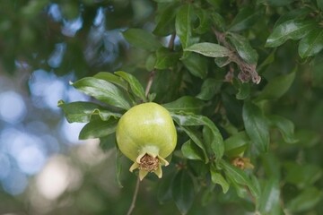 A photo of a green pogremanate fruit on a tree with green leafs
