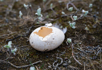 broken egg of a duck on the ground in the forest.