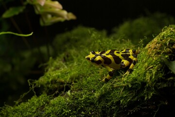 panama frog