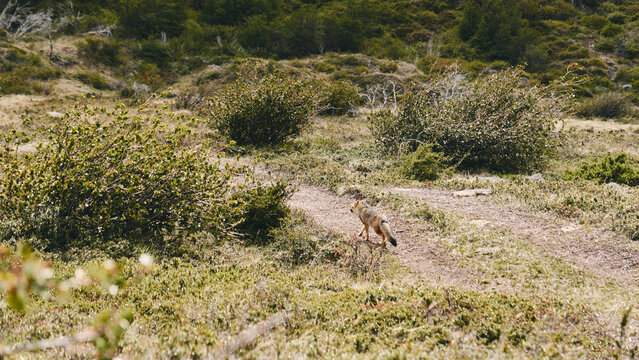 Fox walking in grass 