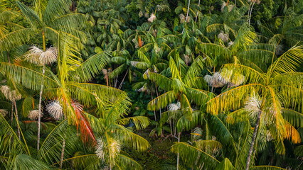 Açaí Floresta Açaizeiro Rio Amazonas Amazônia Mangue Ilha Marajó Salvaterra Biodiversidade...
