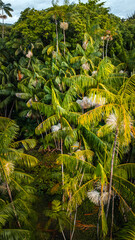 Açaí Floresta Açaizeiro Rio Amazonas Amazônia Mangue Ilha Marajó Salvaterra Biodiversidade...