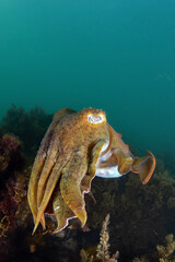 Australian Giant Cuttlefish