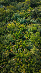 Açaí Floresta Açaizeiro Rio Amazonas Amazônia Mangue Ilha Marajó Salvaterra Biodiversidade Fauna Flora Natureza Ecoturismo Paisagem Rural Comunidade Indígena Vegetação Costeira Navegação Barcos Balsa