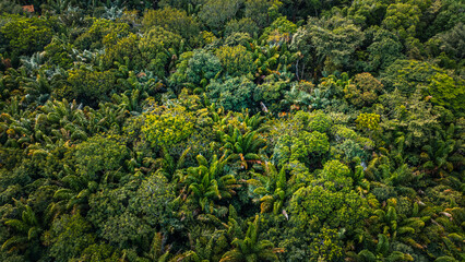 Açaí Floresta Açaizeiro Rio Amazonas Amazônia Mangue Ilha Marajó Salvaterra Biodiversidade Fauna Flora Natureza Ecoturismo Paisagem Rural Comunidade Indígena Vegetação Costeira Navegação Barcos Balsa