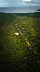 Açaí Floresta Açaizeiro Rio Amazonas Amazônia Mangue Ilha Marajó Salvaterra Biodiversidade...