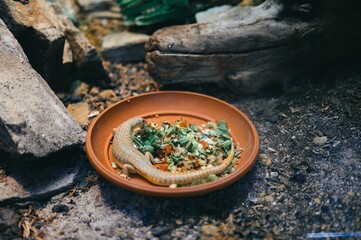 A lizard eating from a bowl of vegetables in a naturalistic terrarium setting