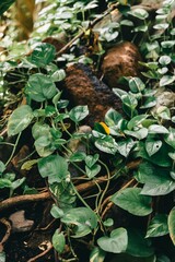 Close-up of lush green leaves and vines growing over rocks in a natural setting.