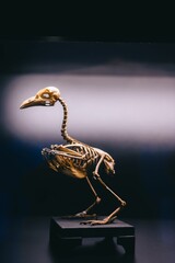 A bird skeleton displayed on a black stand in a dimly lit environment