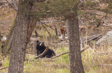 Black Bear in Springtime in Yellowstoen National Park