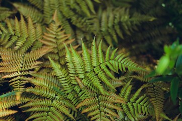 Close-up of green and brown fern leaves in a lush forest setting.