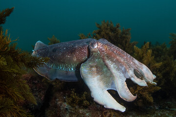 Australian Giant Cuttlefish