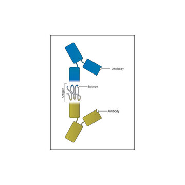 Diagram of antigen, antibody, epotope complex - component of immune system - schematic simple illustration skeletal structure diagram. compound molecule scientific illustration.