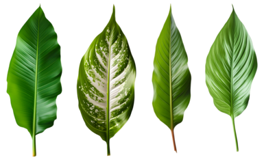 Set of banana leaves, diffenbachia, heliconia, spathiphyllum on transparent background.PNG.