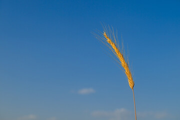Ear of grain against blue sky in sunny day