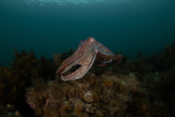 Australian Giant Cuttlefish