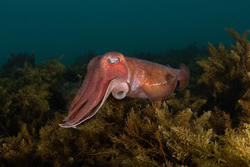 Australian Giant Cuttlefish