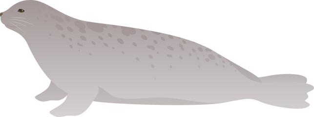 Harp seal realistic vector illustration. Cute marine mammal color graphic isolated on white background. Atlantic and Arctic ocean animal.